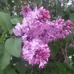 Meet your Posher, Symone